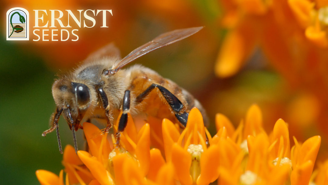 Ernst Conservation Seed